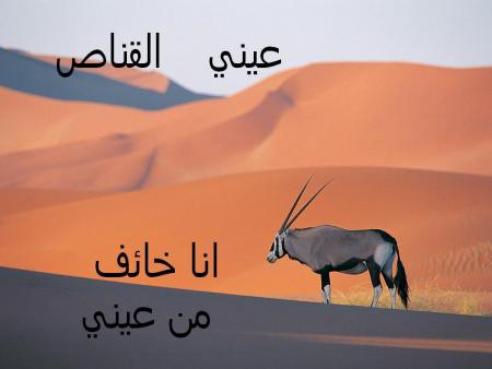 ayni the bremier kaller