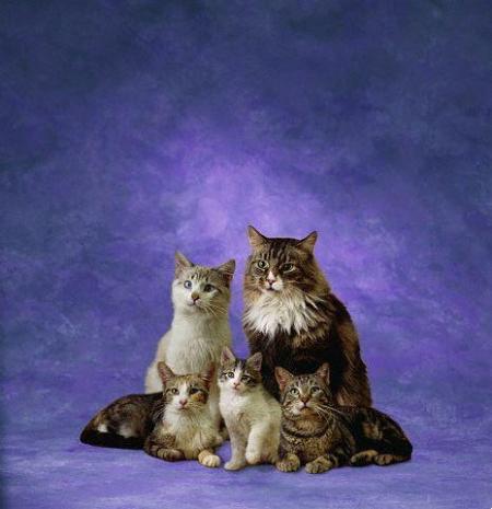 the cat's family