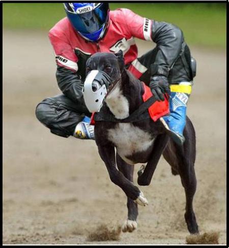 wa a7mar 3andy dayr ki alklb