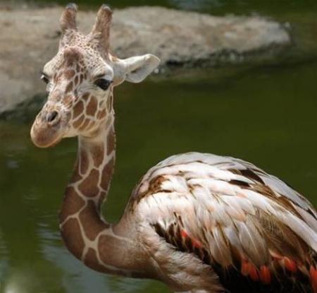 nice face miss zarafa