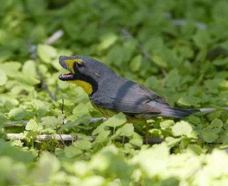 haw haw ..? kalb al7agoni